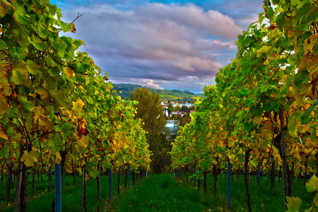 Vineyard in Weinstadt Germany