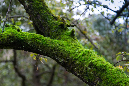 Moss on tree trunkの写真素材