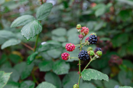 Blackberry fruit growing on branch