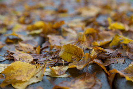 Autumn leaves