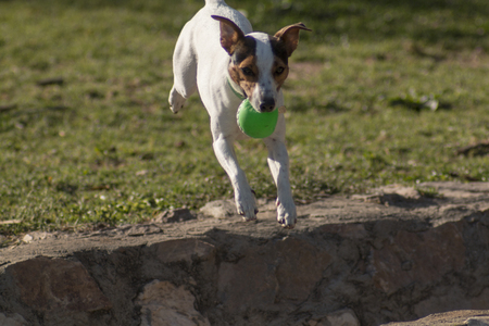 Jack Russell Playingの写真素材
