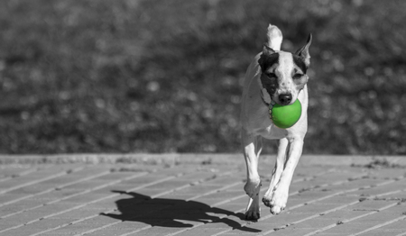 Jack Russell with ball