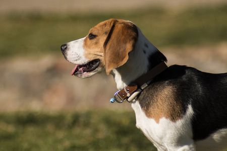 Dog at the parkの写真素材