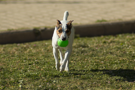 Jack Russellの写真素材