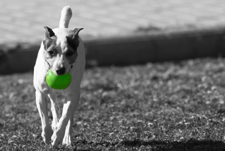 Jack Russell with ballの写真素材