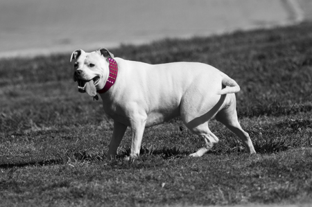 Dog in the parkの写真素材