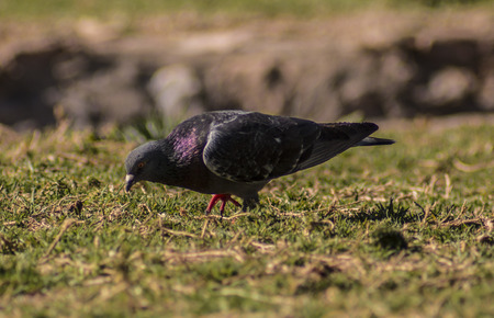 Bird in the park 2の写真素材