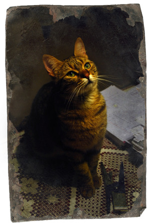 Glorious Catの写真素材