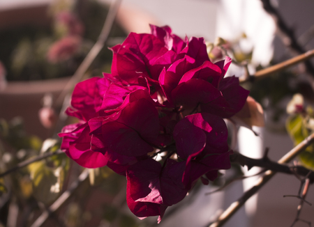 Bougainvillea flowerの写真素材