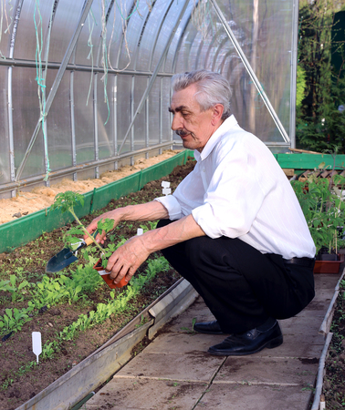 Elderly man to plant of tomatoes in a greenhouse made of transparent polycarbonateの写真素材