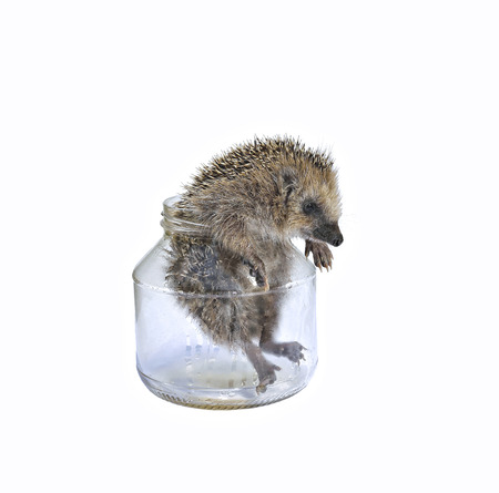 Forest wild hedgehog comes out of a glass jar isolated on white backgroundの写真素材