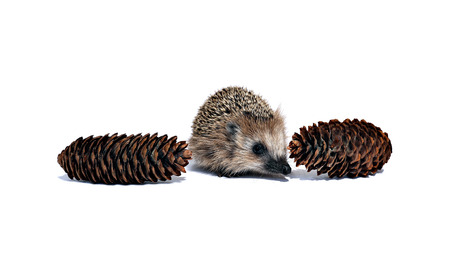 Forest wild hedgehog and fir cones isolated on white backgroundの写真素材