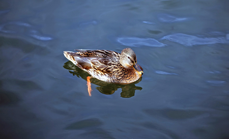 The duck swims on the waves of the lakeの写真素材