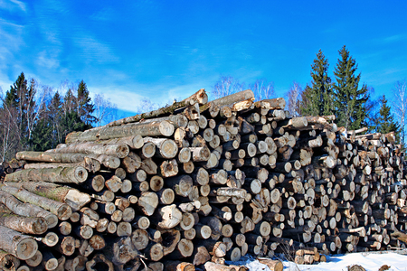 Harvesting timber logs in a forest in Russia in winterの写真素材