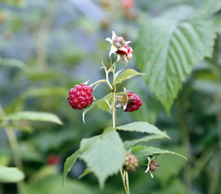 Red raspberries on a branch in a gardenの写真素材