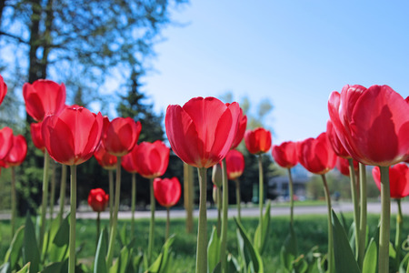 Many red tulips in a flowerbed on a sunny dayの写真素材