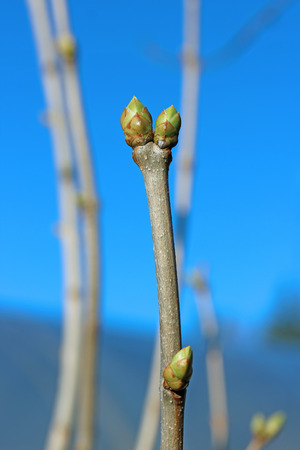 Young blossoming buds of lilac on a background of blue skyの写真素材