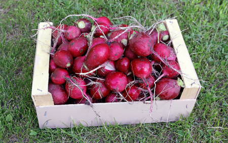 Red radishes in a wooden box on the grass