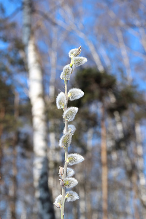 Branch of a blossoming willow in early springの写真素材