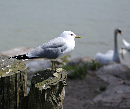 Mediterranean white seagull sitting on the pier