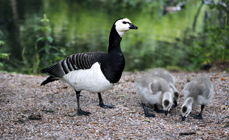Family of geese with three of small gray chicksの写真素材