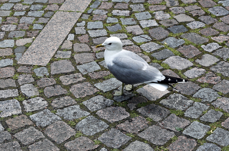 White seagull walking on the pavement of paving stonesの写真素材