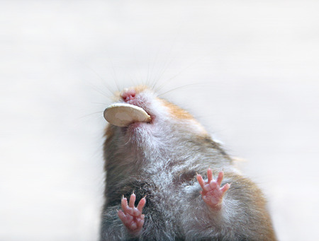 The brown Syrian hamster eating pumpkin seeds bottom viewの写真素材