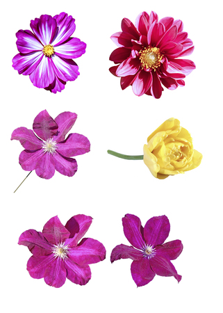 Pink Kosmeya, yellow tulip, big flower of red clematis and red flower dahlia isolated on white backgroundの写真素材