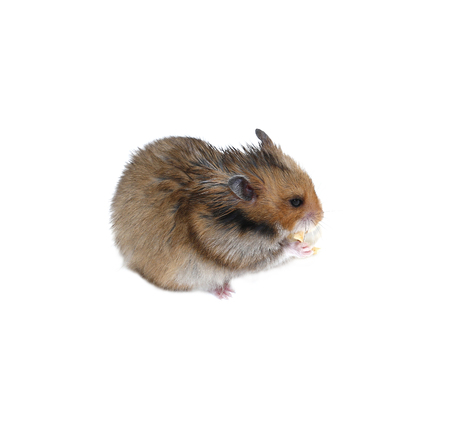 Brown Syrian hamster eating isolated on white backgroundの写真素材