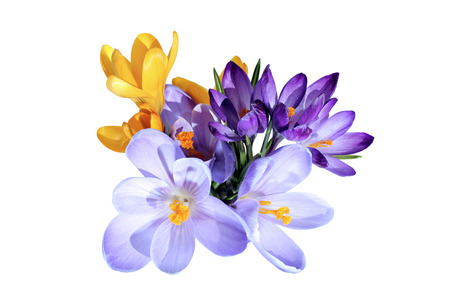 Violet and yellow flowers of crocus isolatedの写真素材