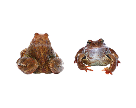 Brown frog from the front and from the back isolated on white backgroundの写真素材