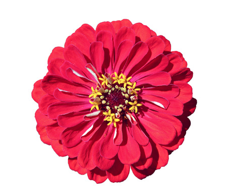 Bright beautiful red zinnia flower isolated on white backgroundの写真素材