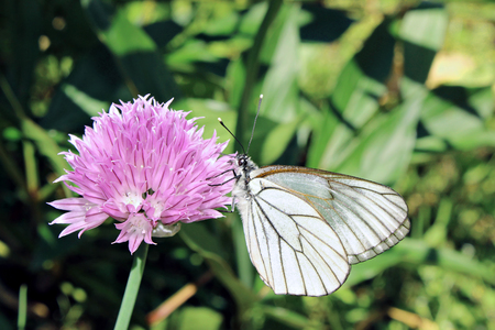 White butterfly on purple flower in the gardenの写真素材