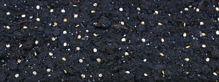 Sowing many seeds in the soil at early spring