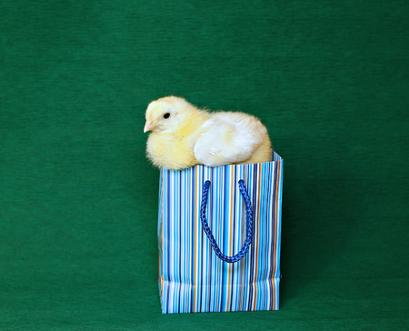 Nestling little yellow chick in blue gift pack on green background