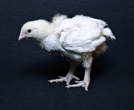 Young chick broiler on a black backgroundの写真素材