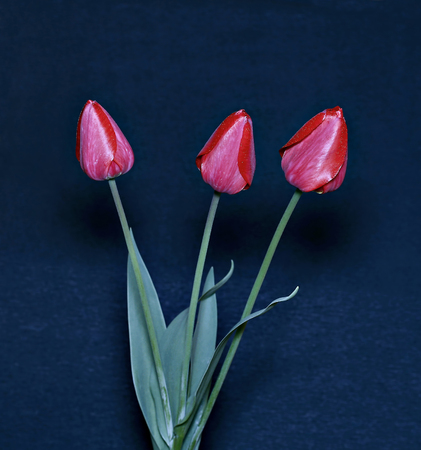 Bouquet of red tulips isolated on black backgroundの写真素材
