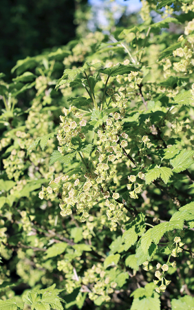 Branches of flowering red currant in spring garden