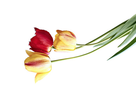Bouquet of red and yellow tulips isolated on white backgroundの写真素材