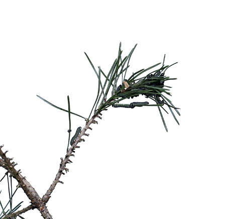 Caterpillars infest on pine branch pests destroy needlesの写真素材