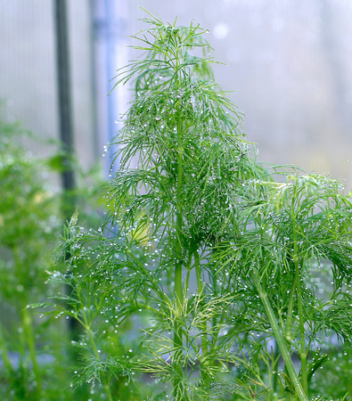 Green leaves of fennel plants in the greenhouse in drops of morning dewの写真素材