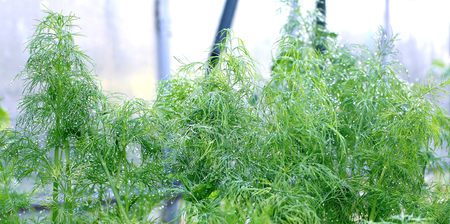 Green leaves of fennel plants in the greenhouse in drops of morning dewの写真素材