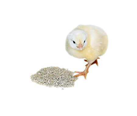 Nestlings little yellow chicks eats combined feedの写真素材