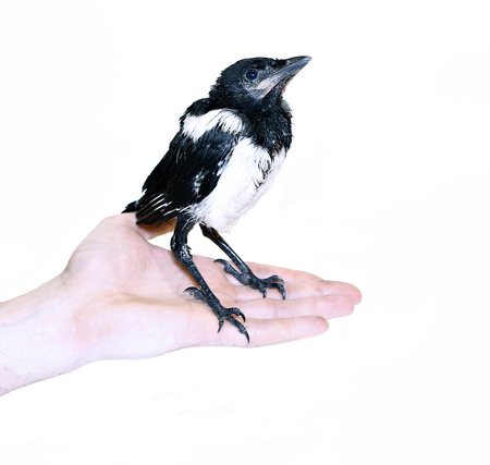 Young magpie chick? sitting on the handの写真素材