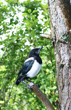 Young magpie chick? sitting on a branch in the forestの写真素材