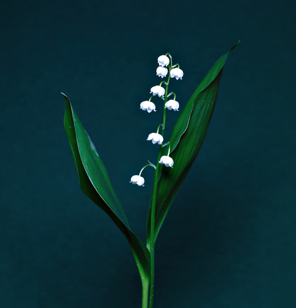 Lily of the valley on a dark backgroundの写真素材