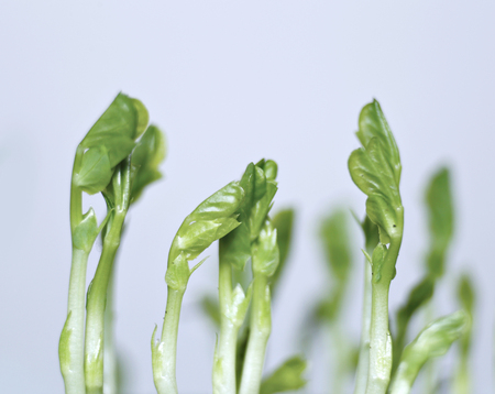 Young plants of green peas macroの写真素材