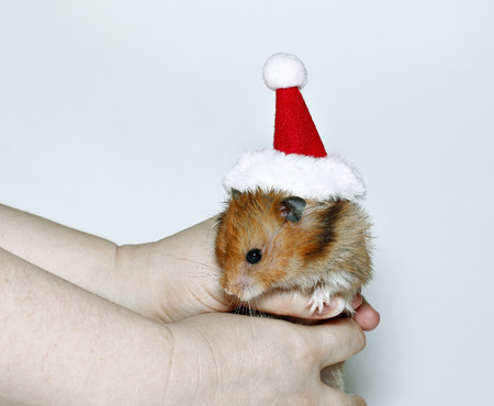 Brown hamster in the cap of Santa Claus in handsの写真素材
