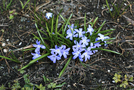 Flowers blue Scilla in the early spring