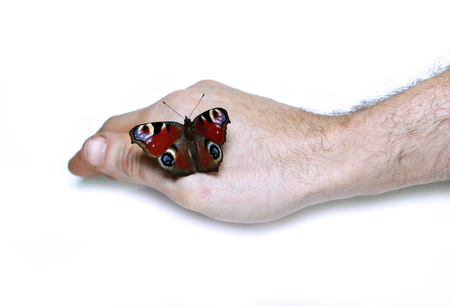 Peacock eye Butterfly on a hand isolated on white backgroundの写真素材